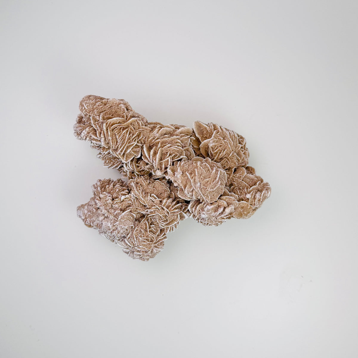 Desert Rose