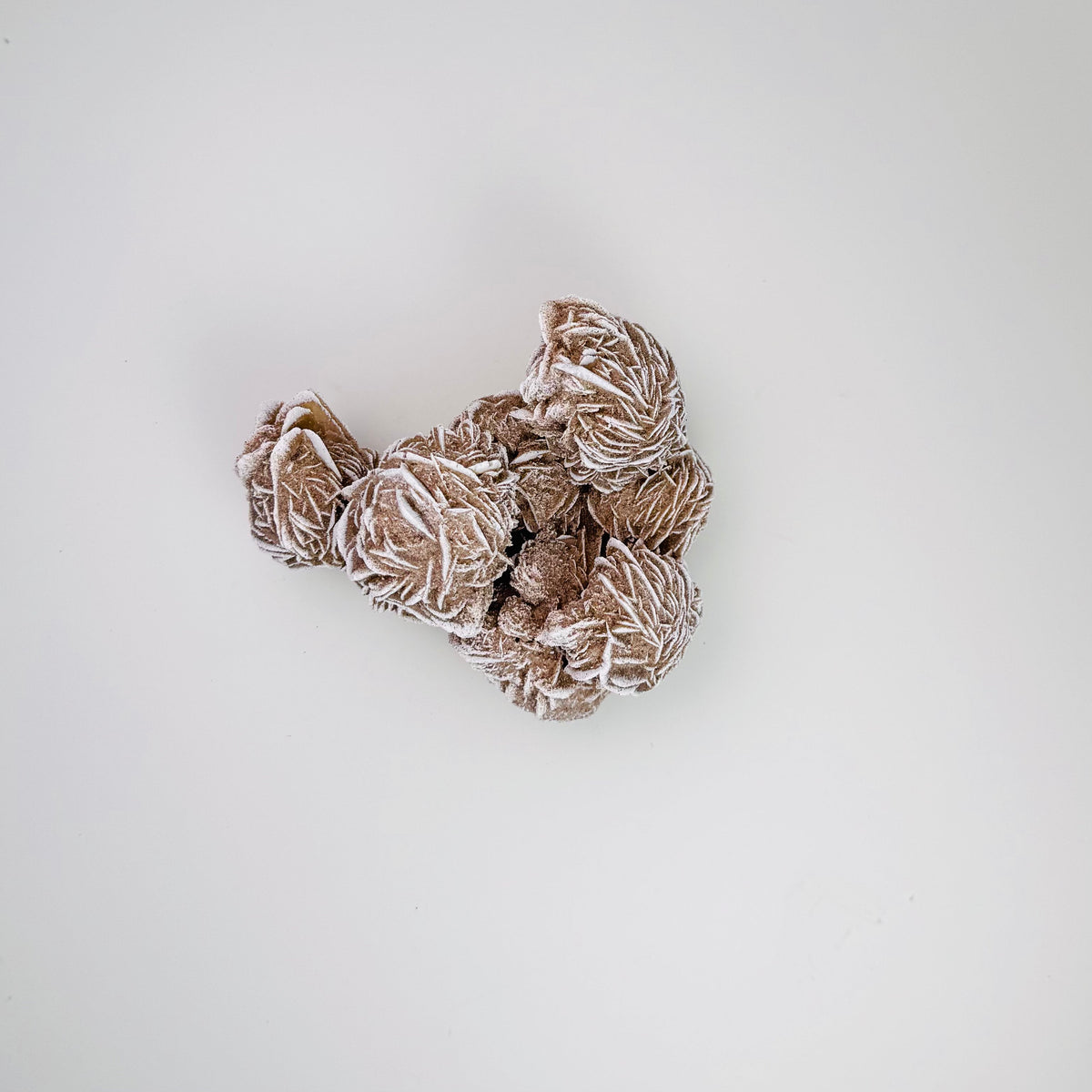Desert Rose