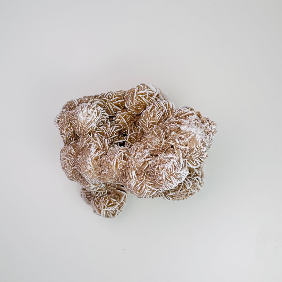Desert Rose