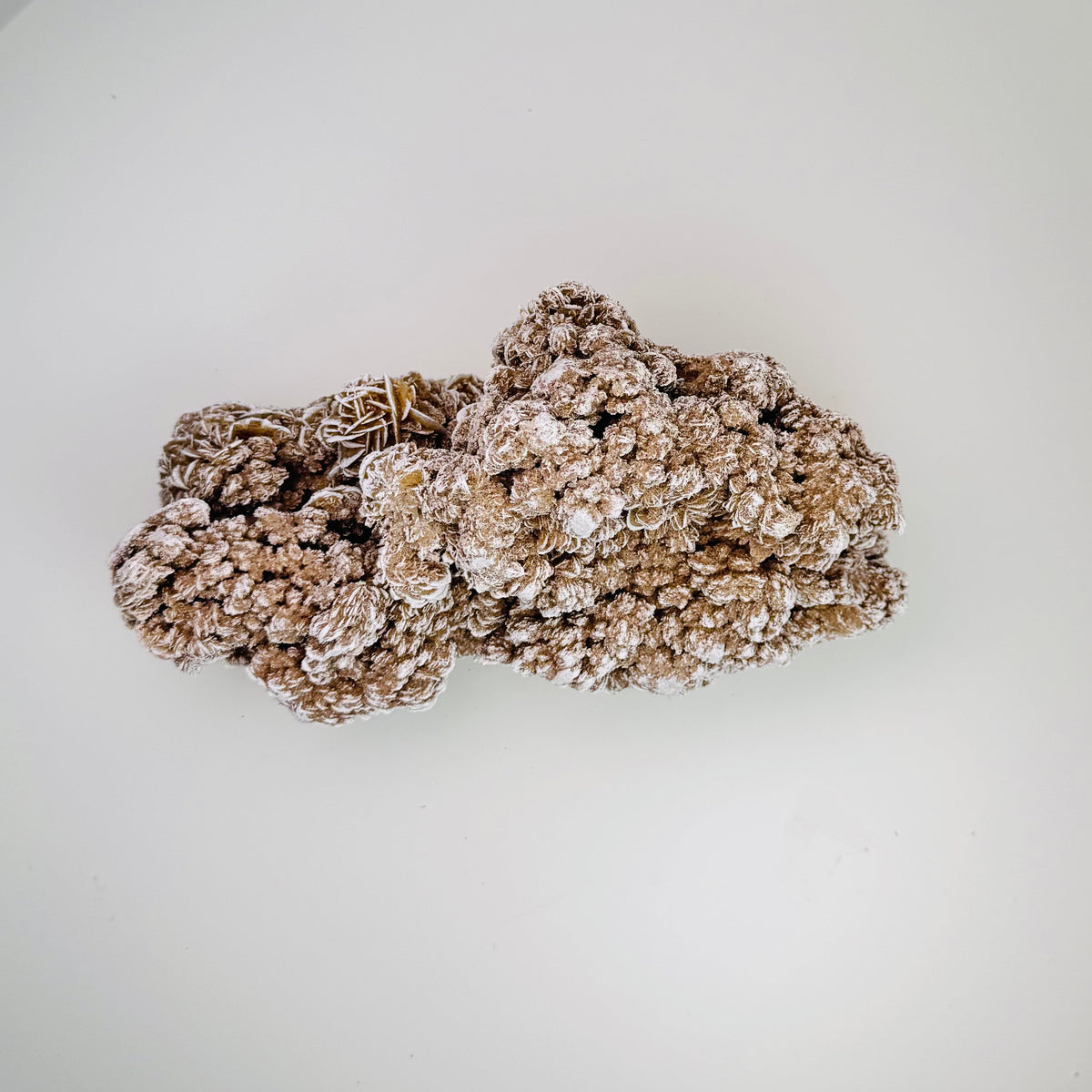 Desert Rose