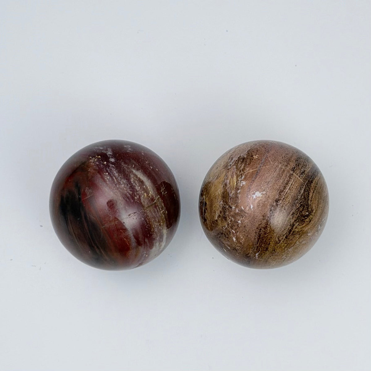 Petrified Wood