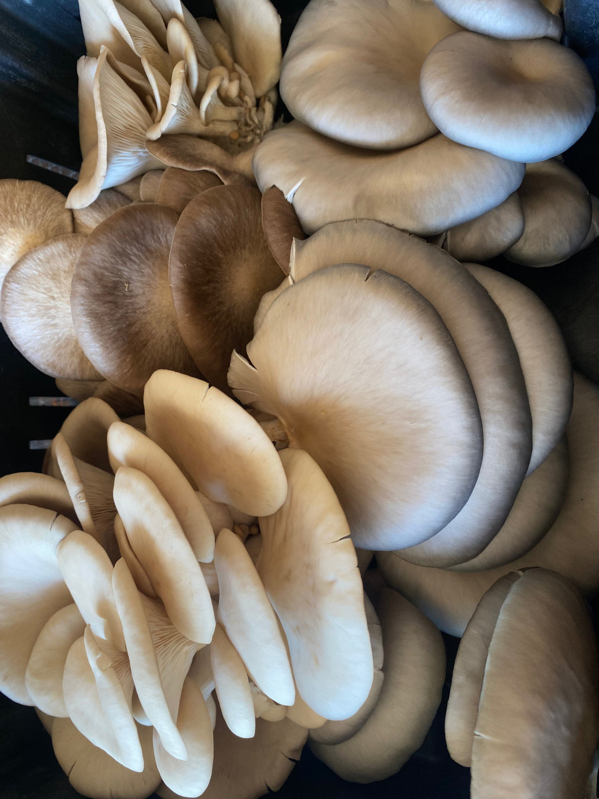 Mushroom Grow kit - Blue Oyster