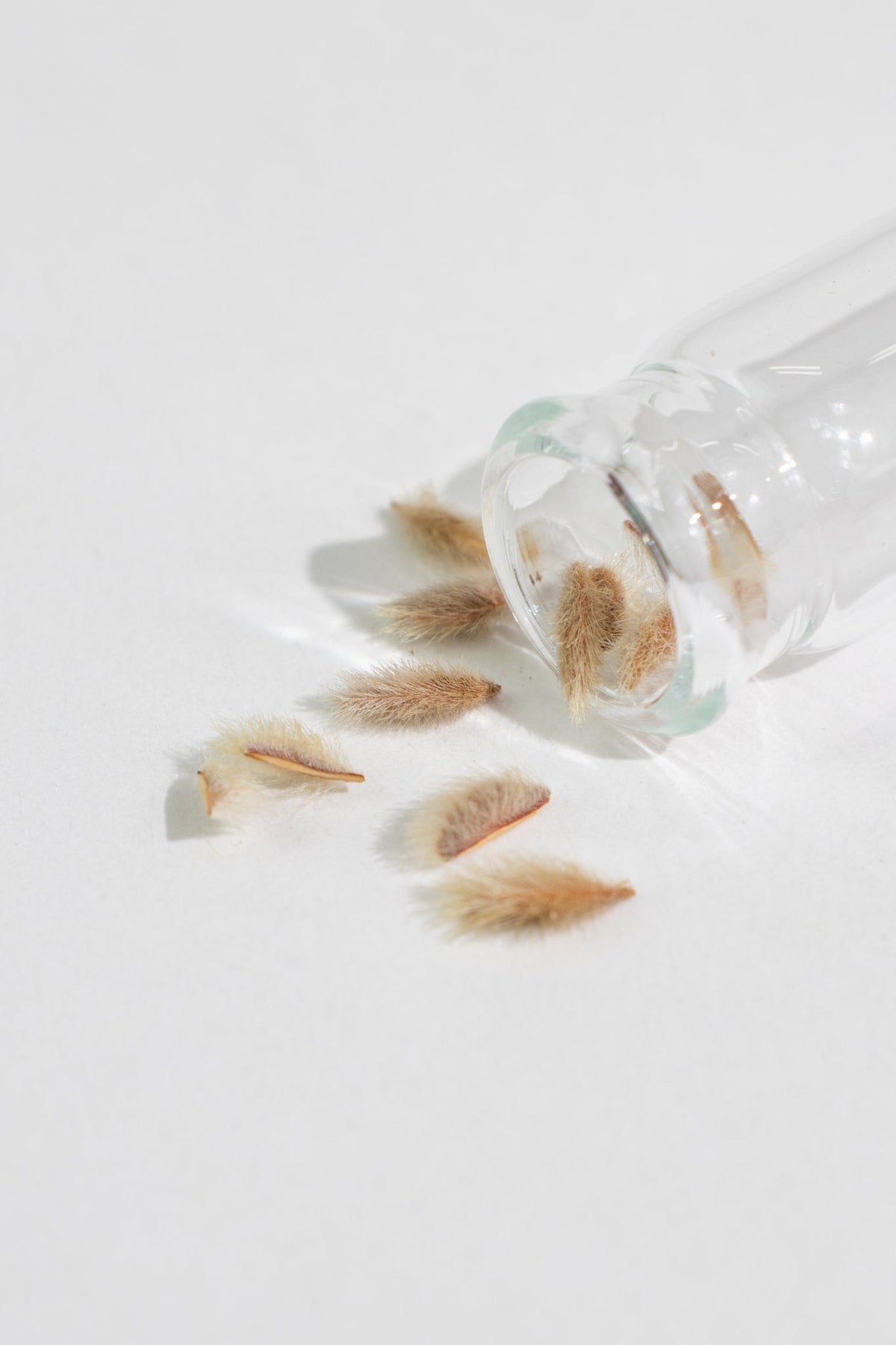 Creosote Bush Seeds