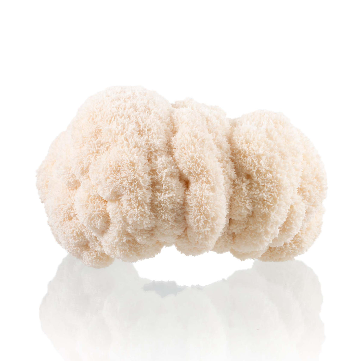 Mushroom Grow kit - Lion's Mane