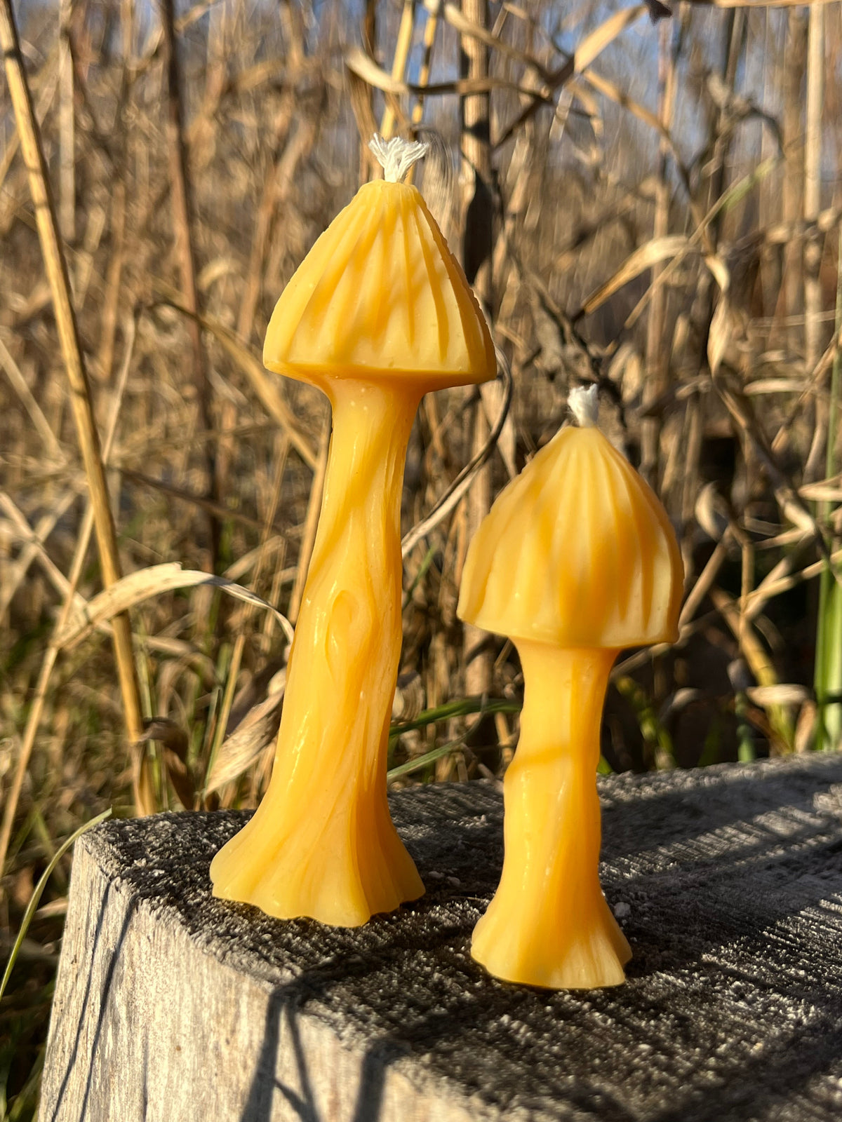 Beeswax mushroom candles