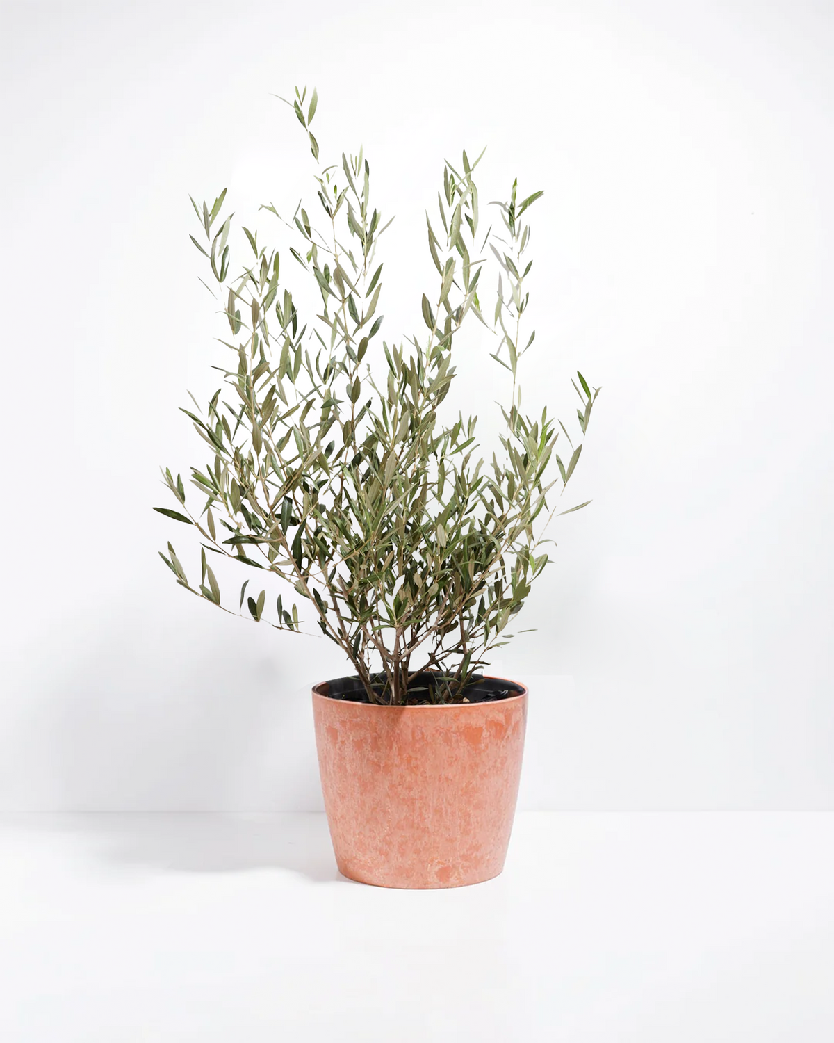Indoor Olive Tree