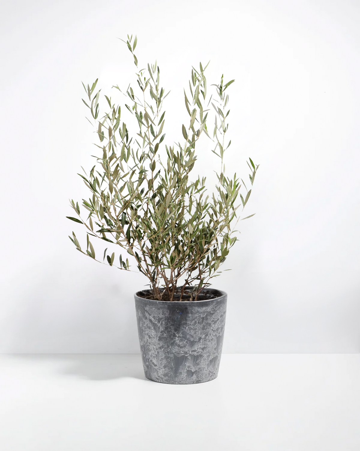 Indoor Olive Tree