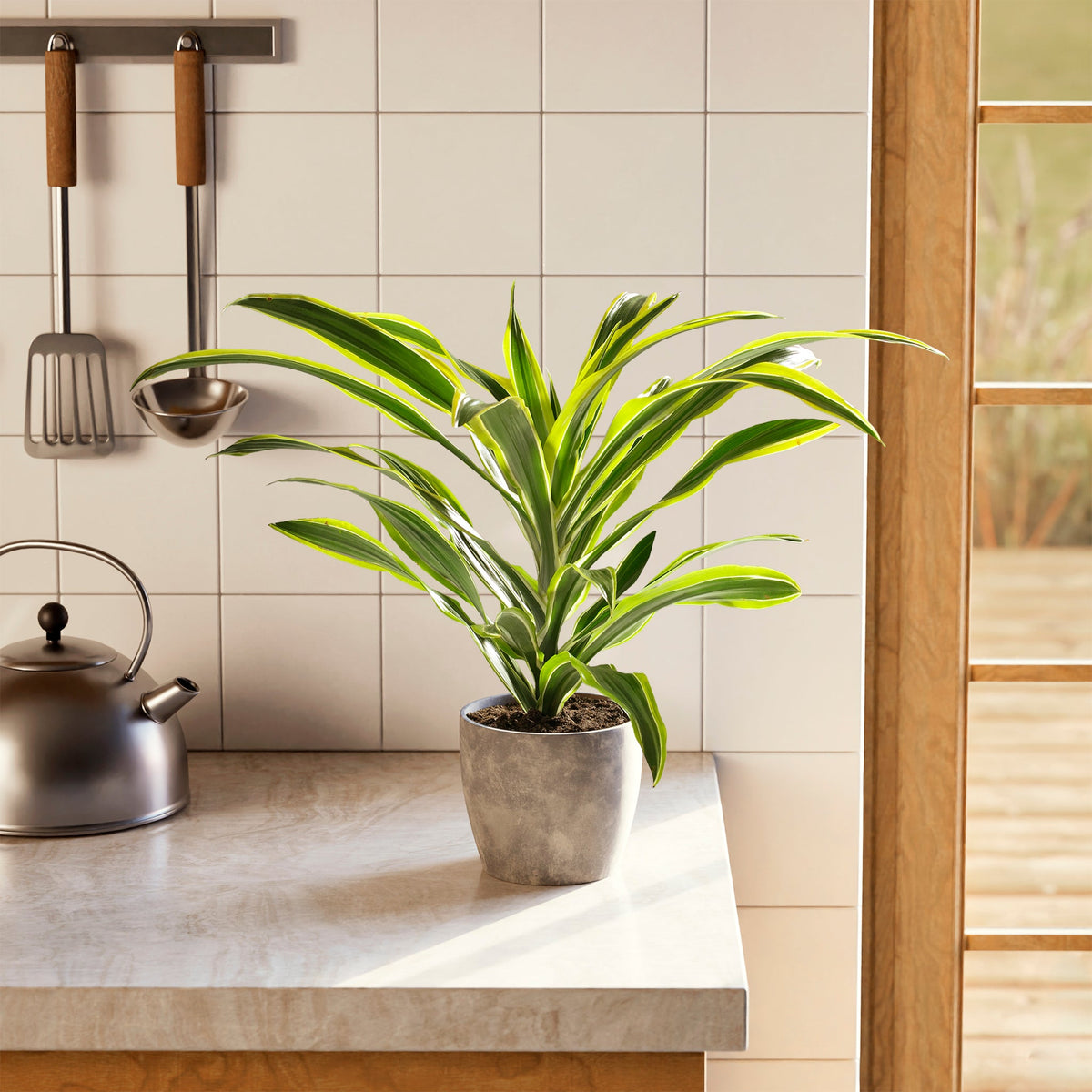 Dracaena Lemon Lime