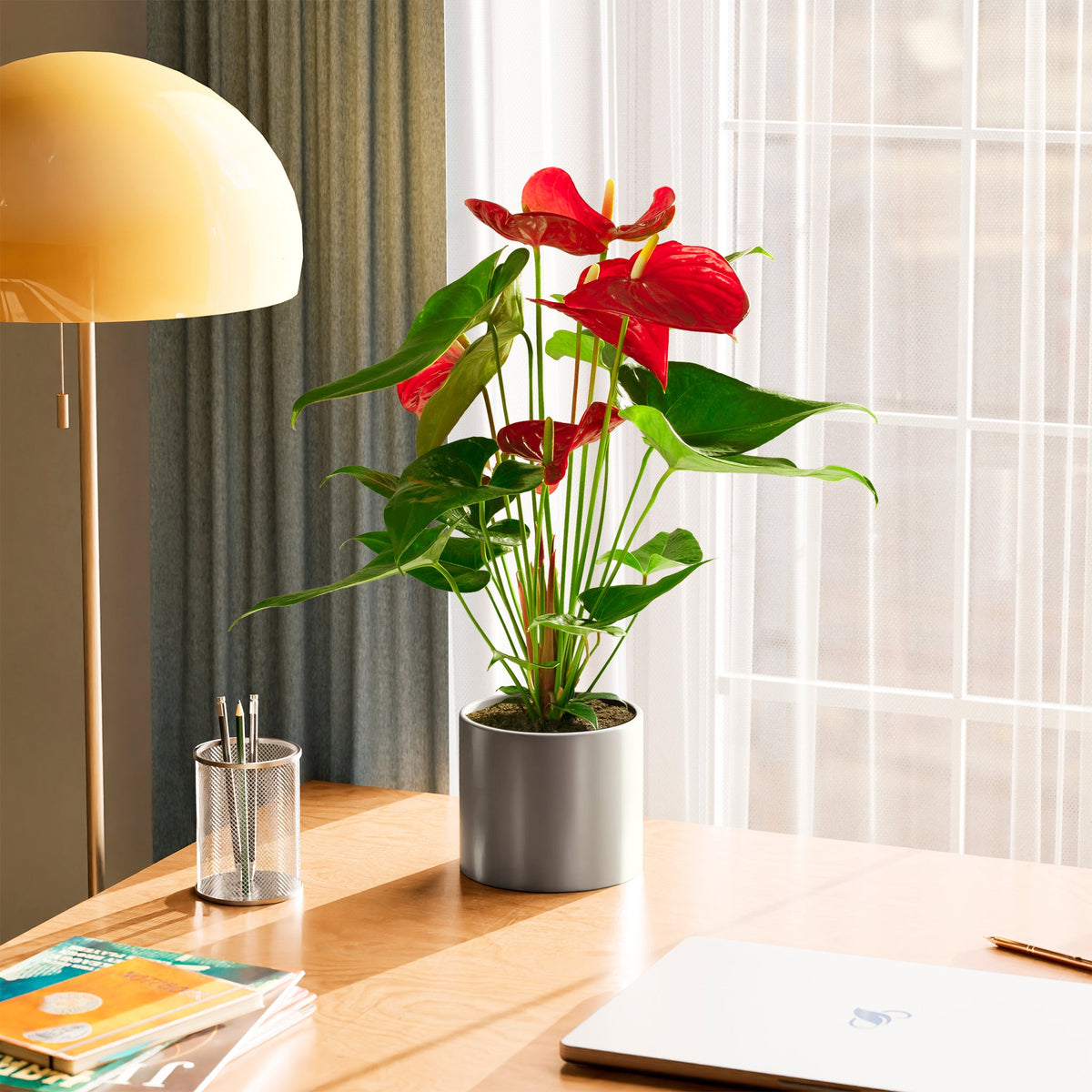 Flamingo Flower