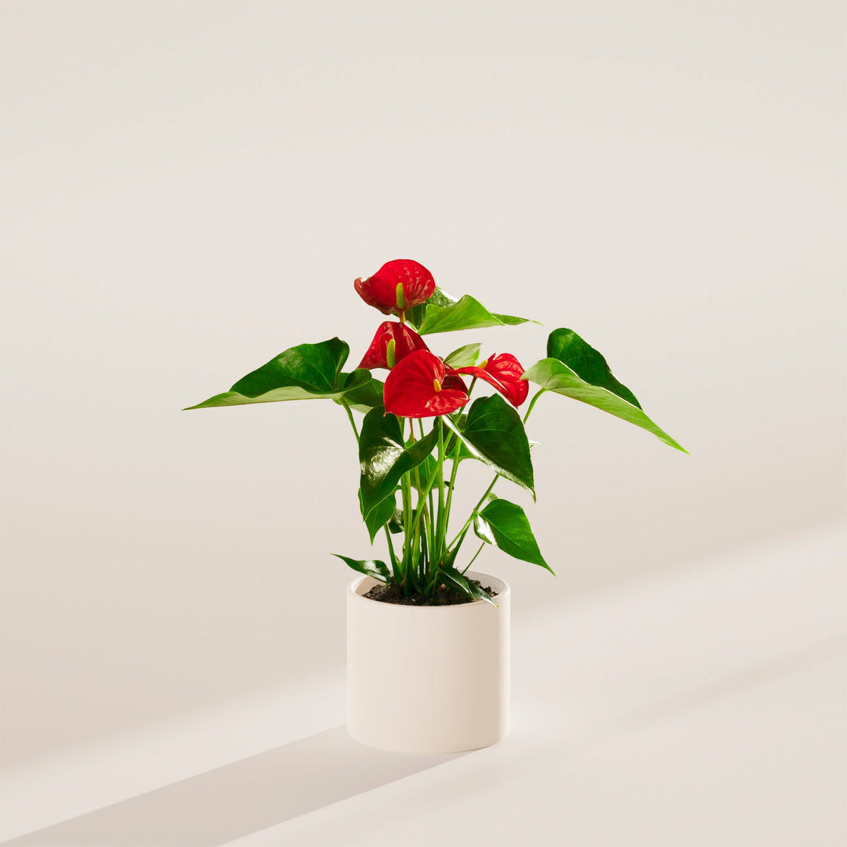 Flamingo Flower