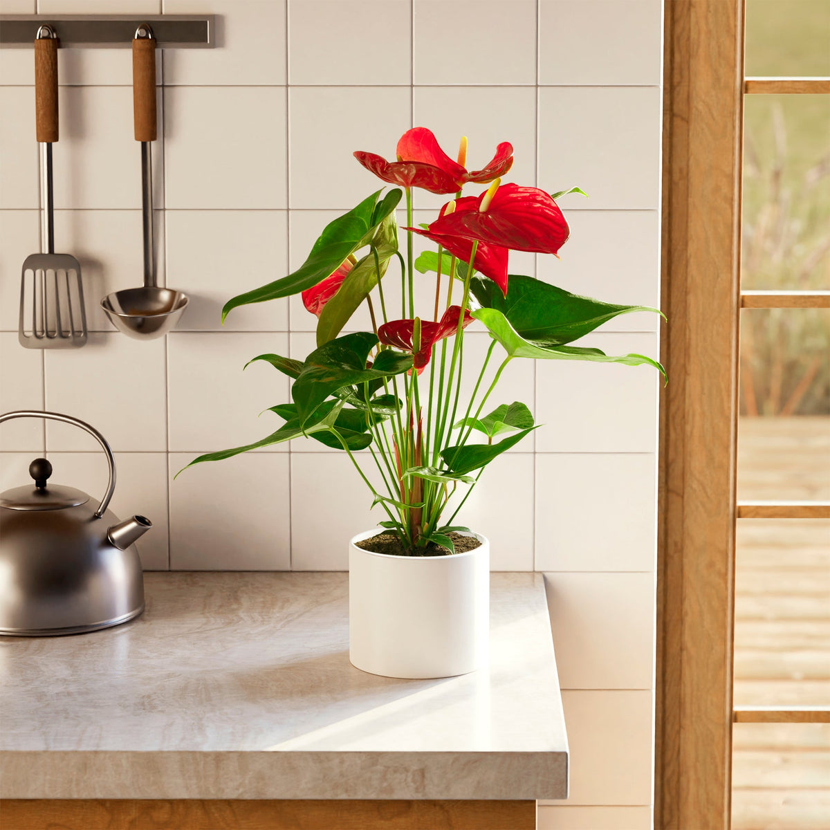 Flamingo Flower