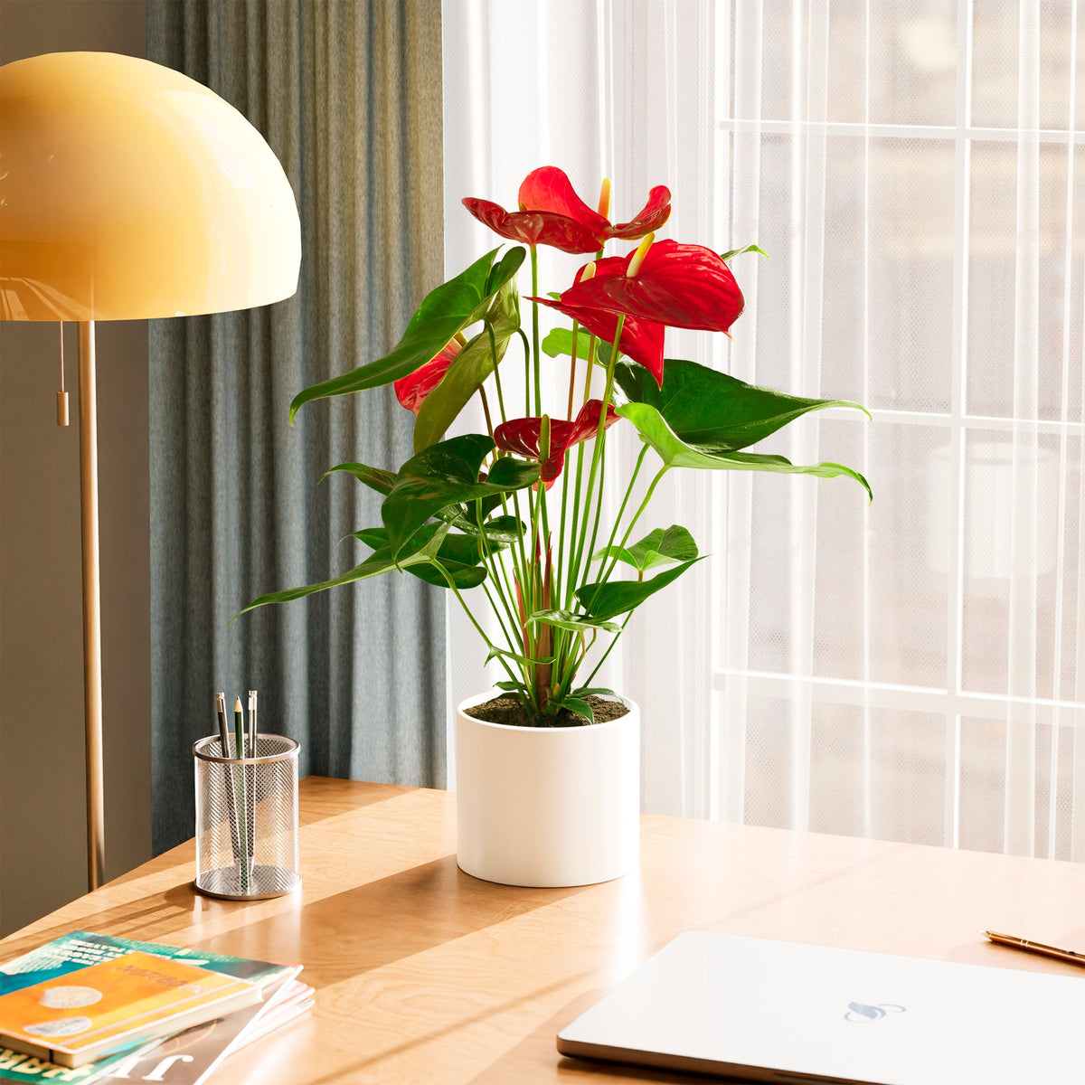 Flamingo Flower