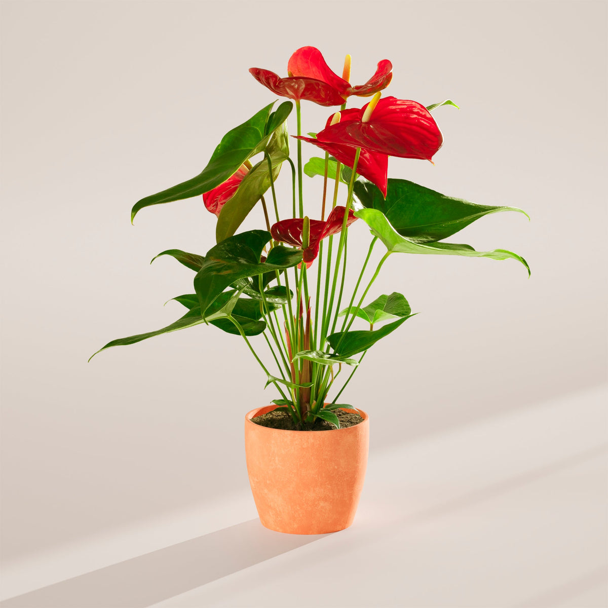 Flamingo Flower