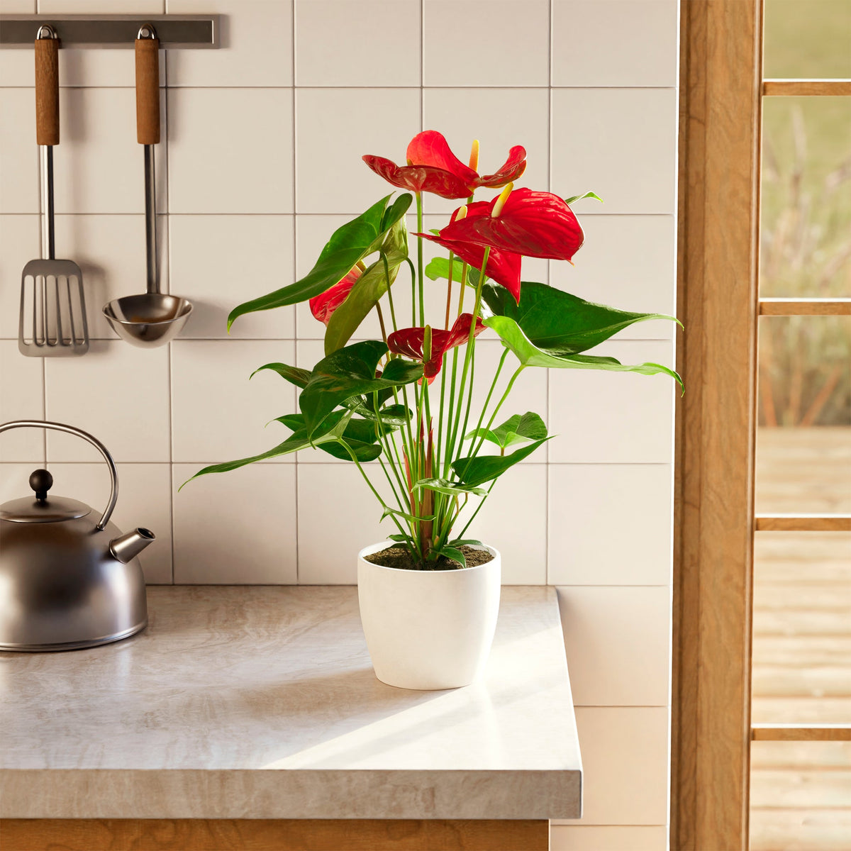 Flamingo Flower