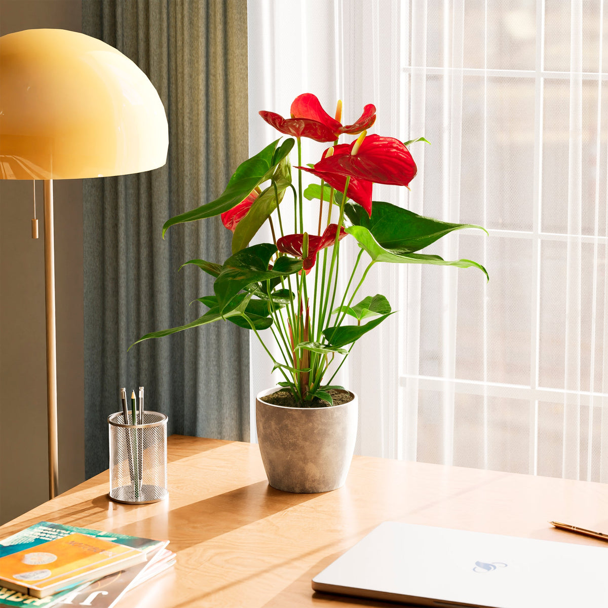 Flamingo Flower
