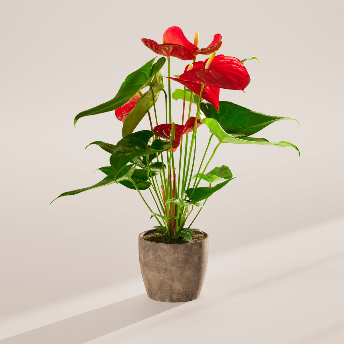 Flamingo Flower