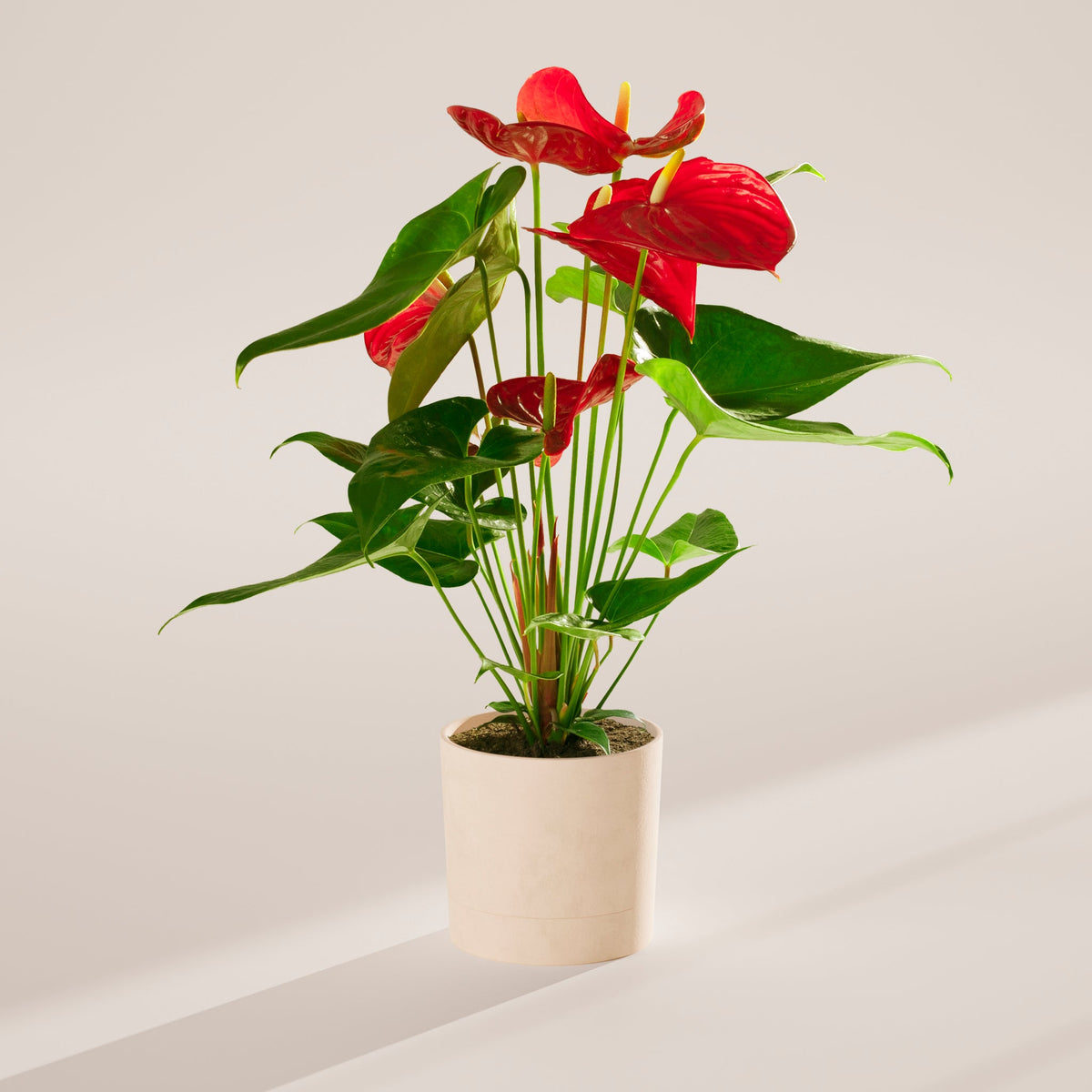 Flamingo Flower