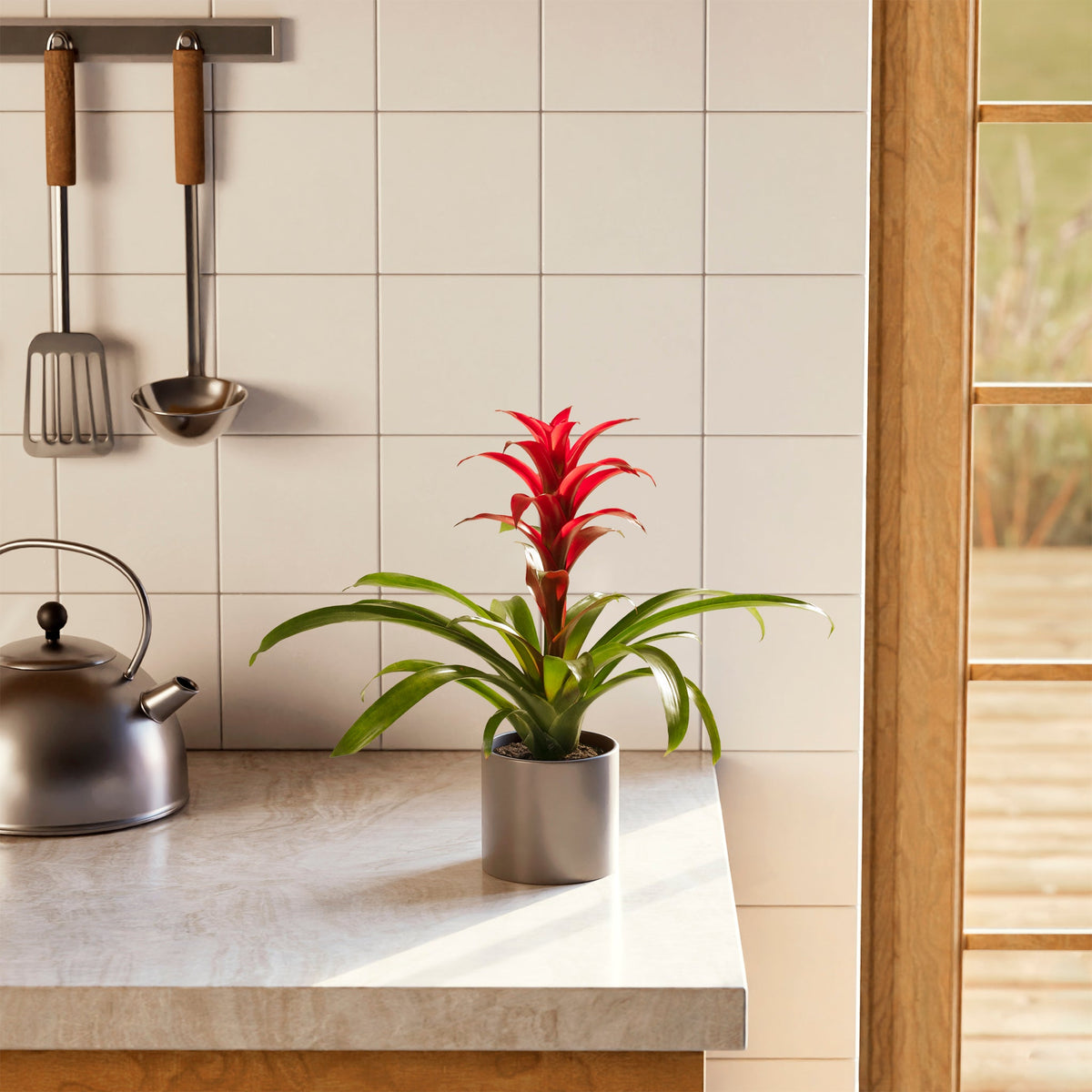 Bromeliad Guzmania