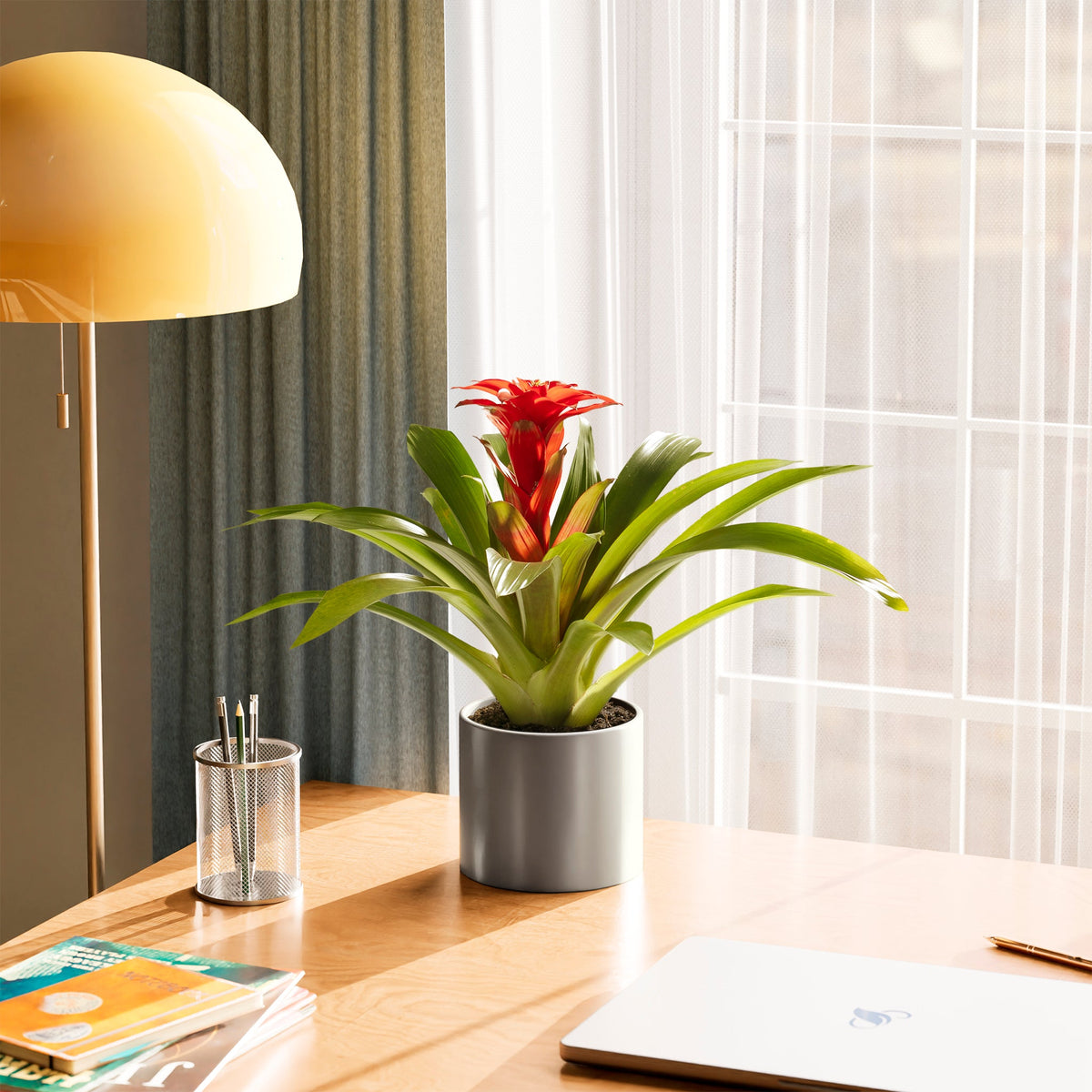 Bromeliad Guzmania