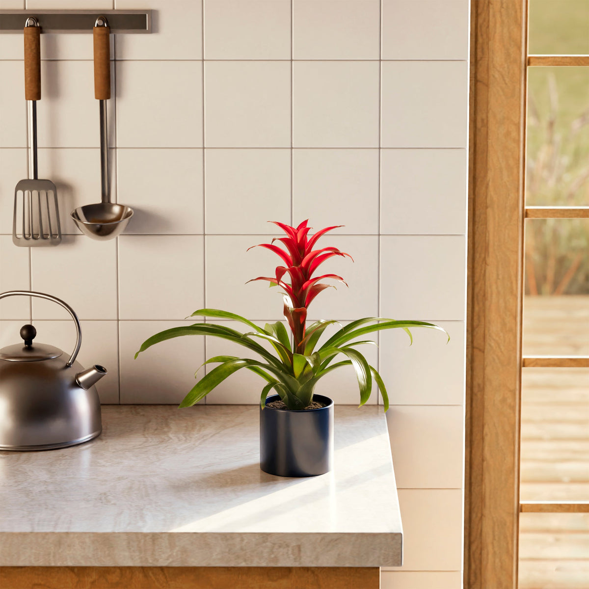 Bromeliad Guzmania