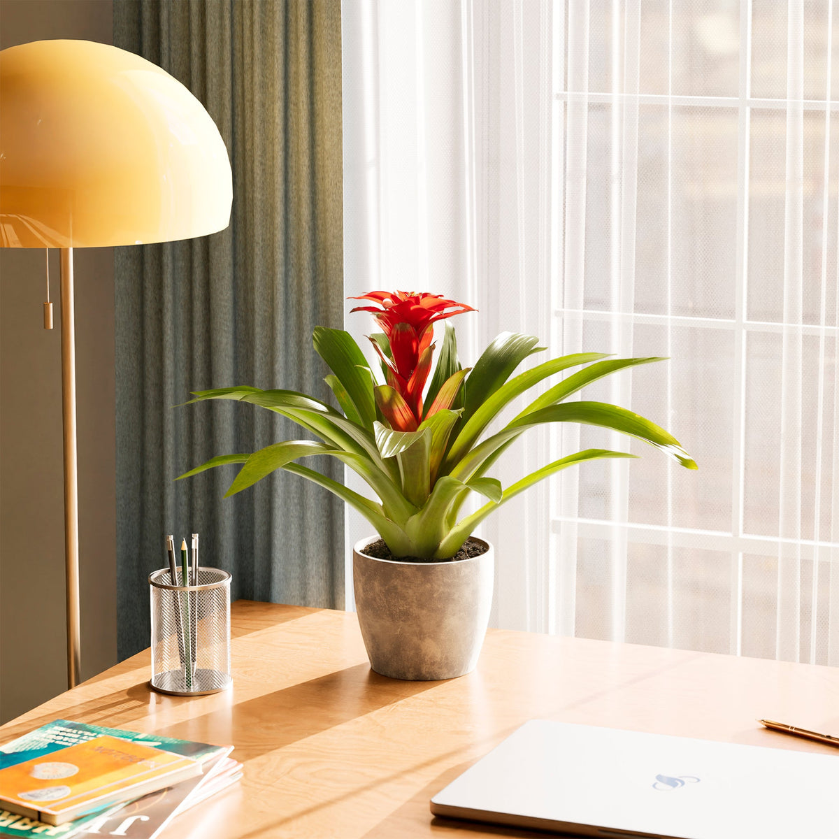Bromeliad Guzmania