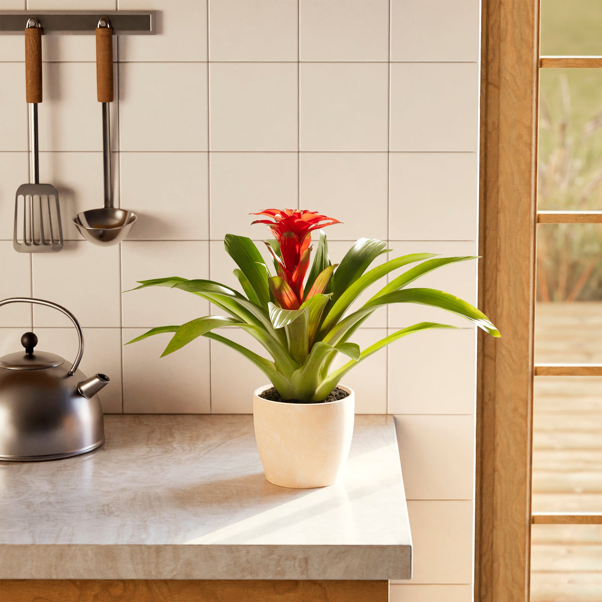 Bromeliad Guzmania