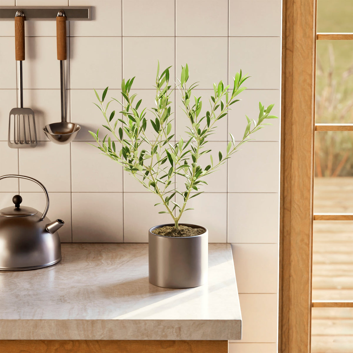 Indoor Olive Tree