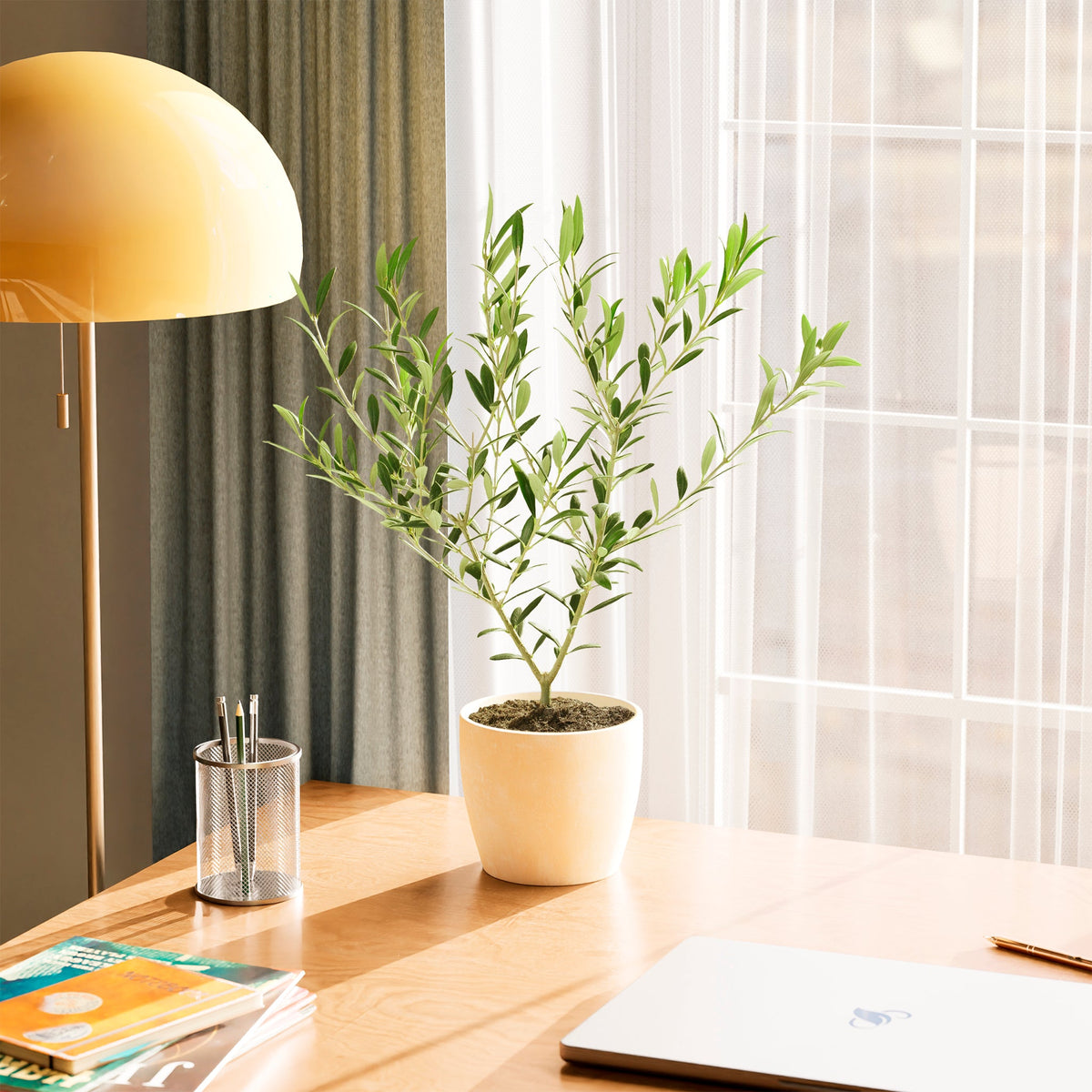 Indoor Olive Tree