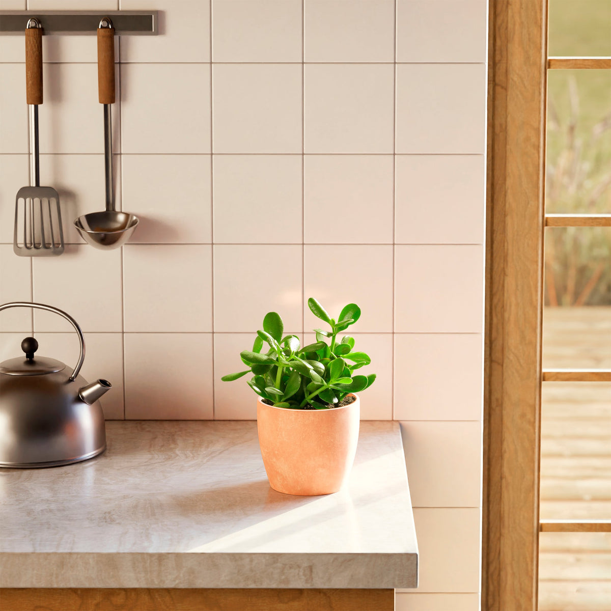 Jade Plant