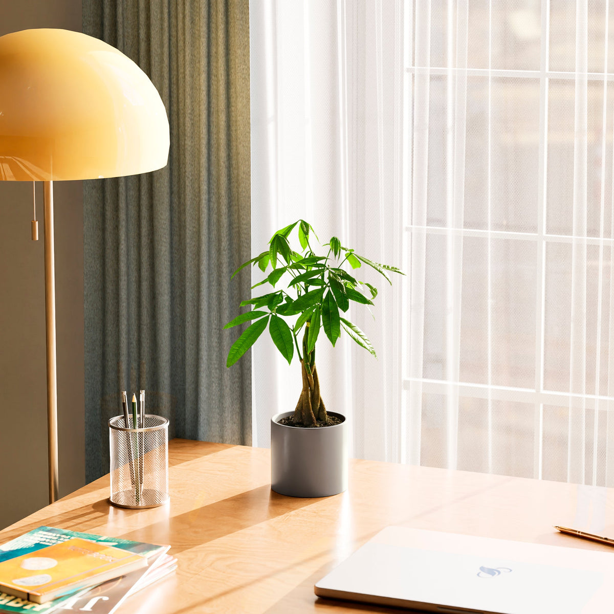 Money Tree Plant