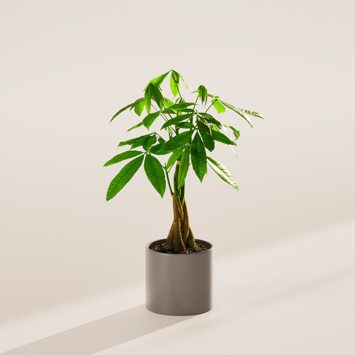 Money Tree Plant