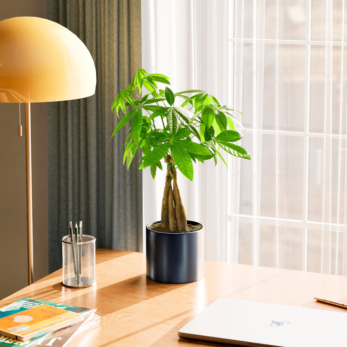 Money Tree Plant