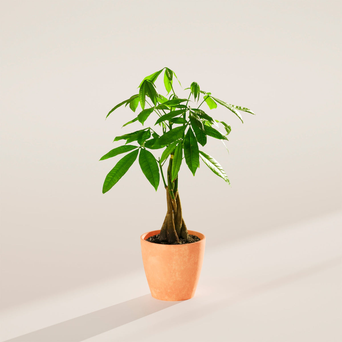 Money Tree Plant