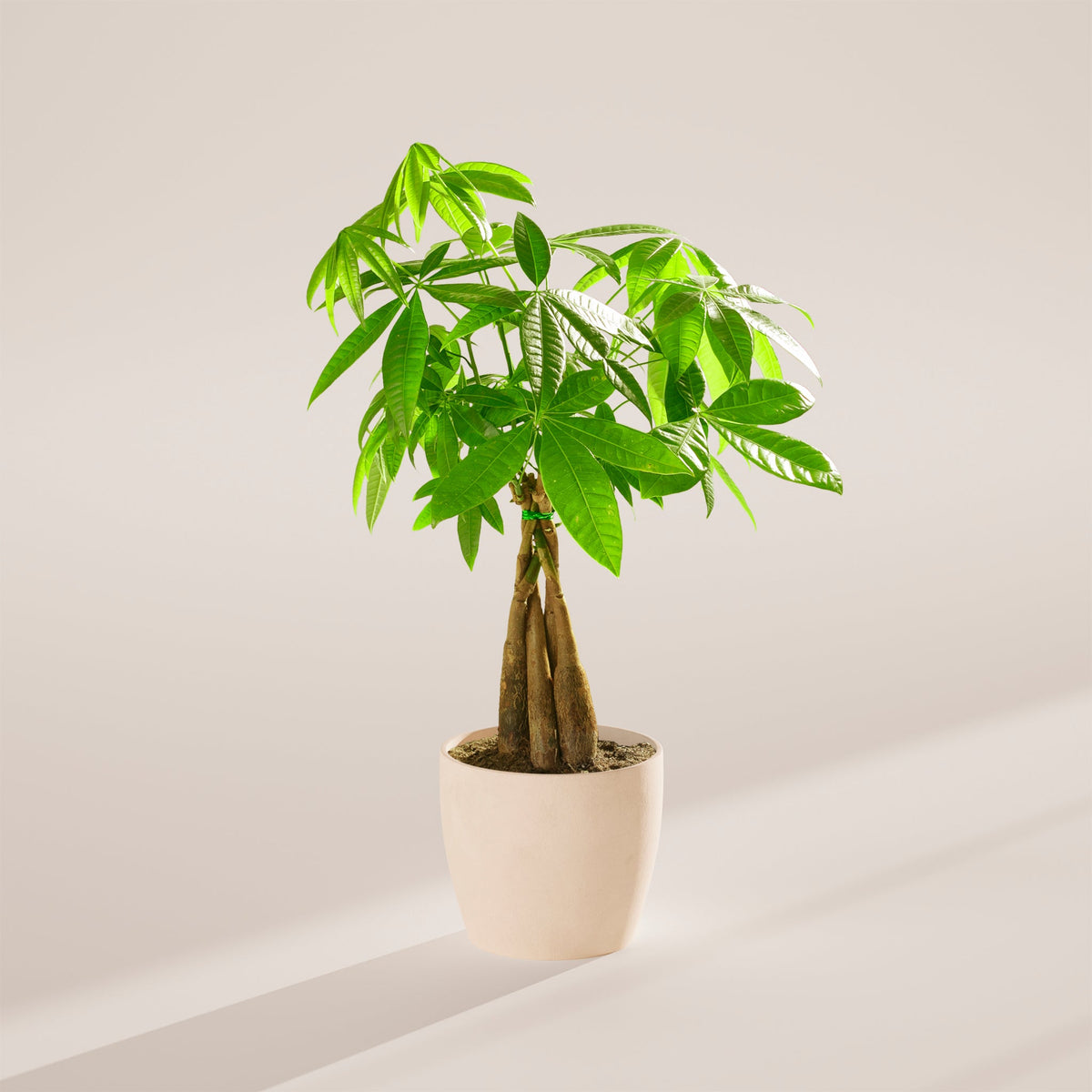 Money Tree Plant