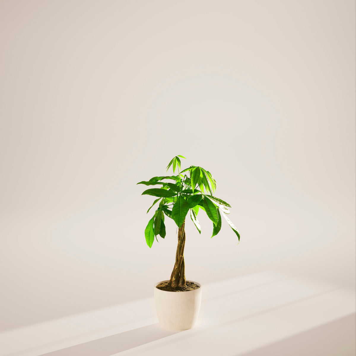 Money Tree Plant