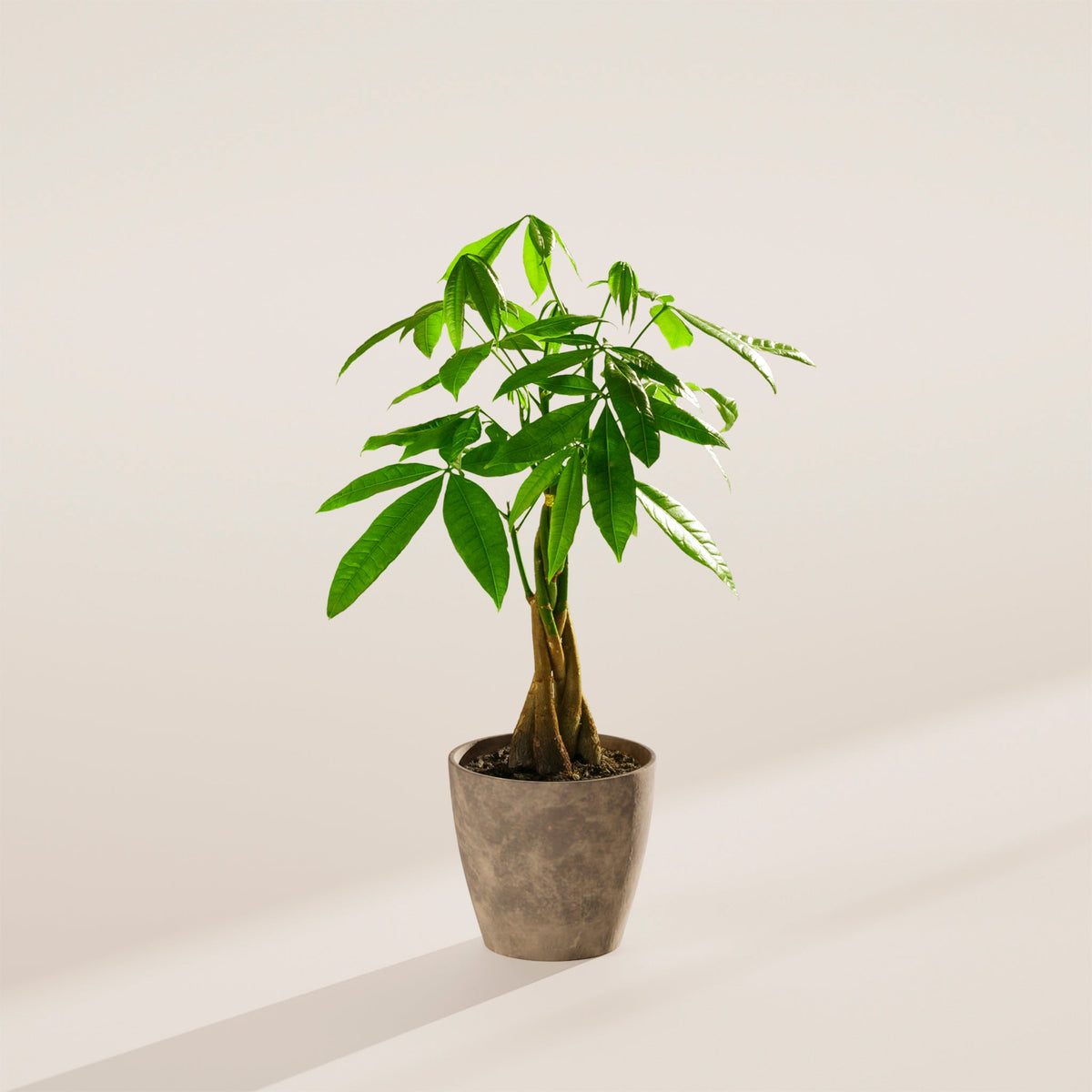 Money Tree Plant