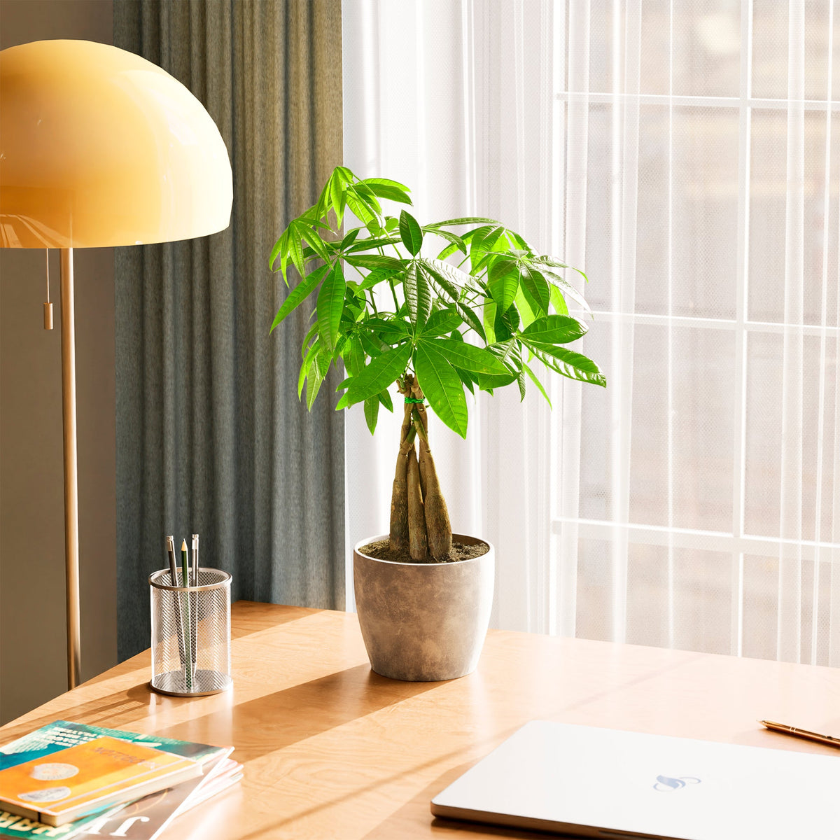 Money Tree Plant