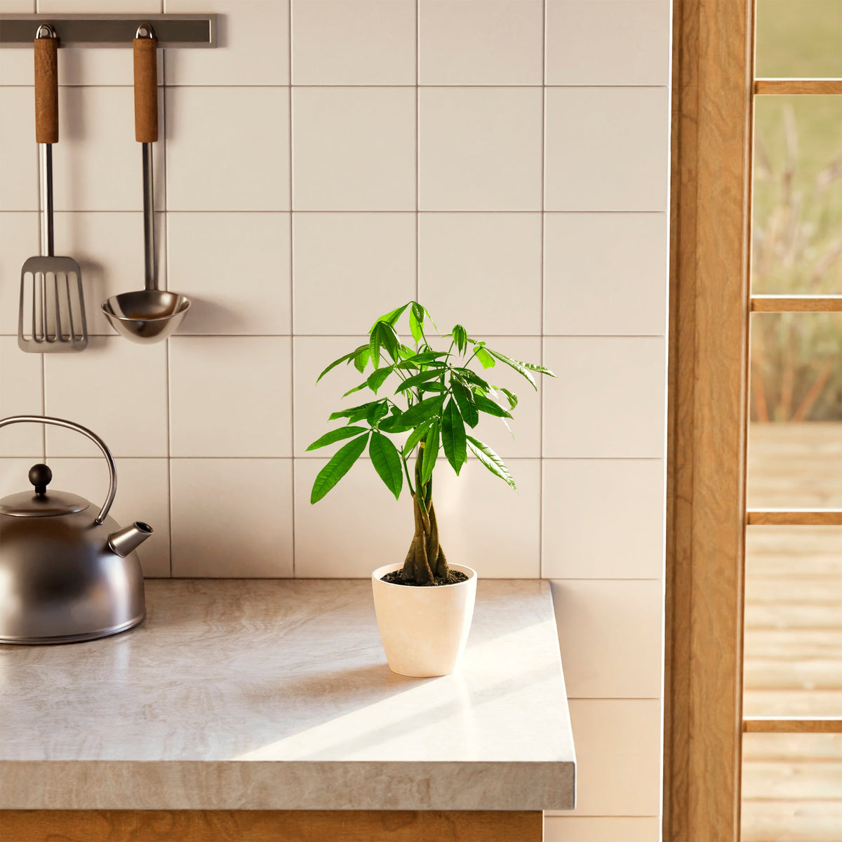 Money Tree Plant