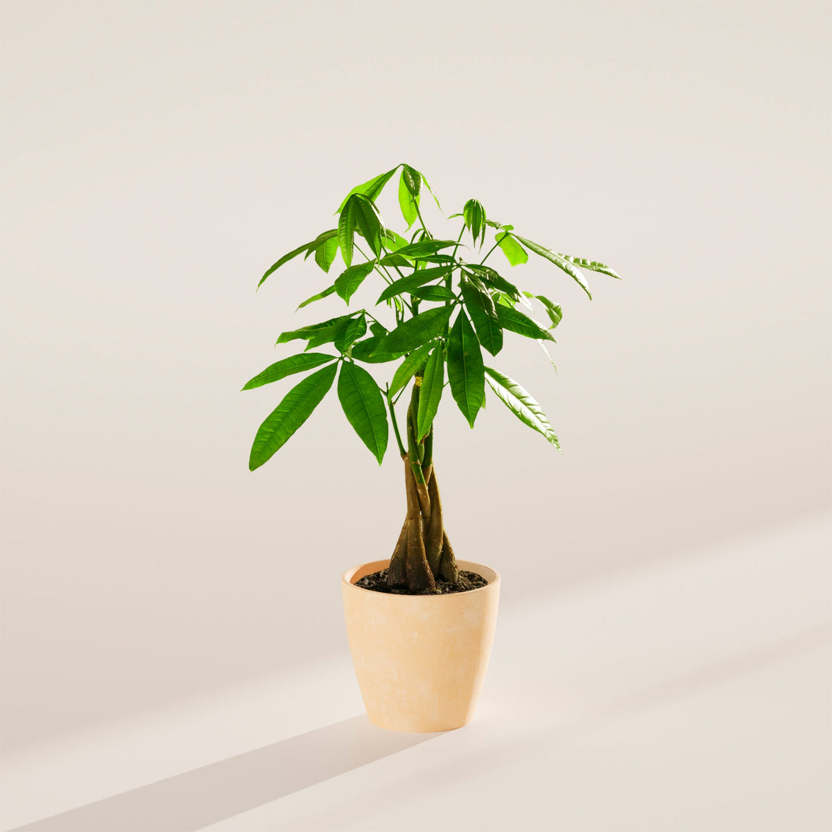 Money Tree Plant