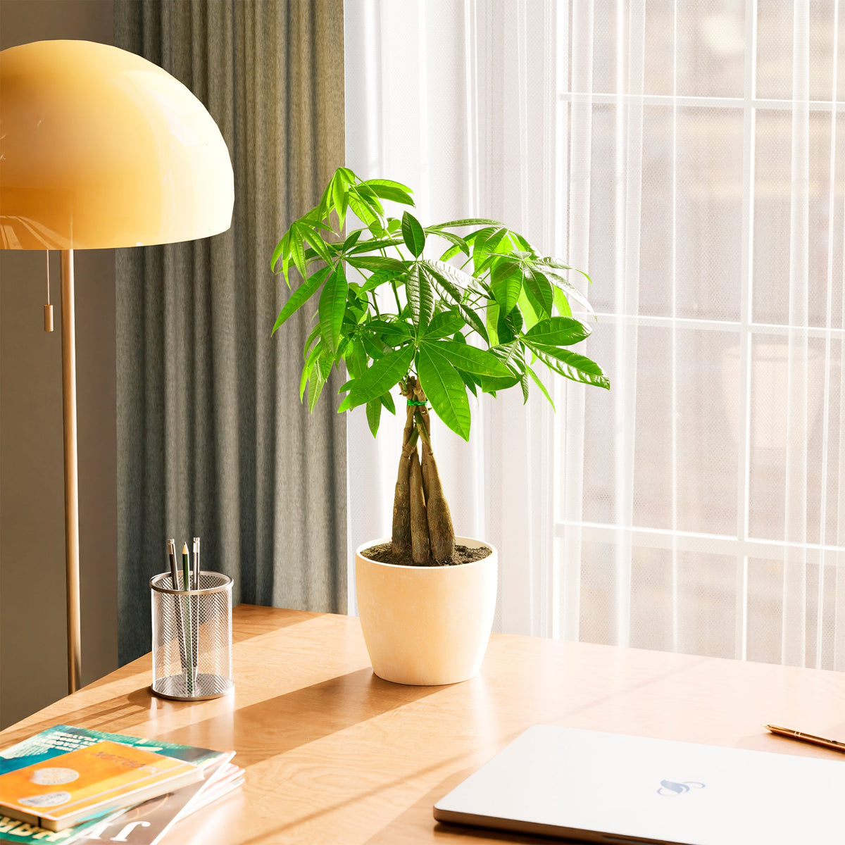 Money Tree Plant