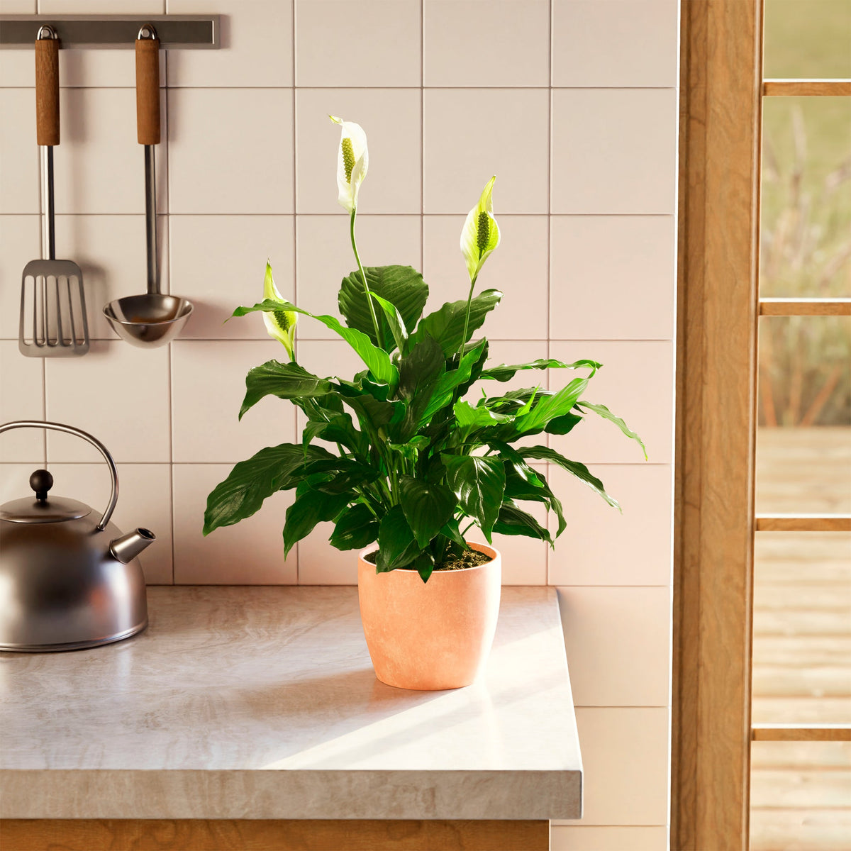 Peace Lily (Spathiphyllum)