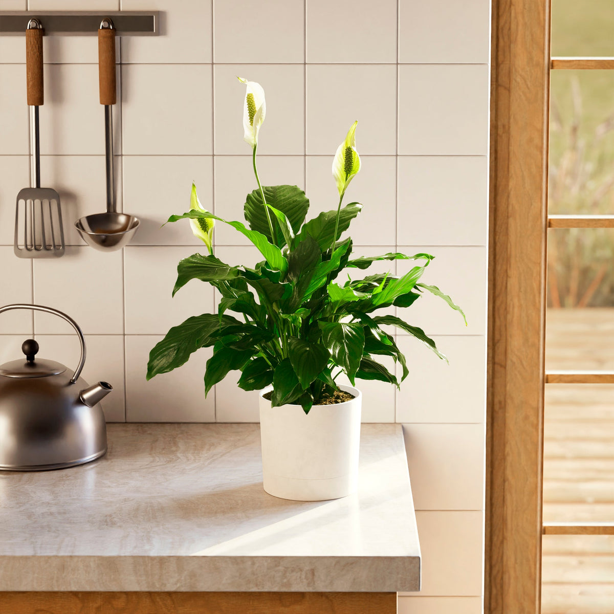 Peace Lily (Spathiphyllum)
