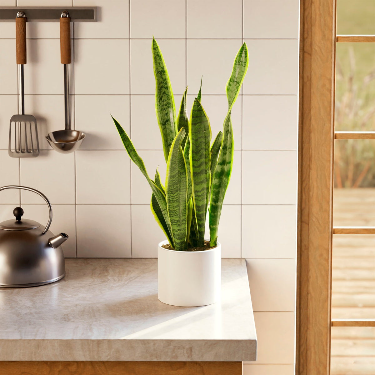 Variegated Sansevieria Laurentii (Snake Plant)