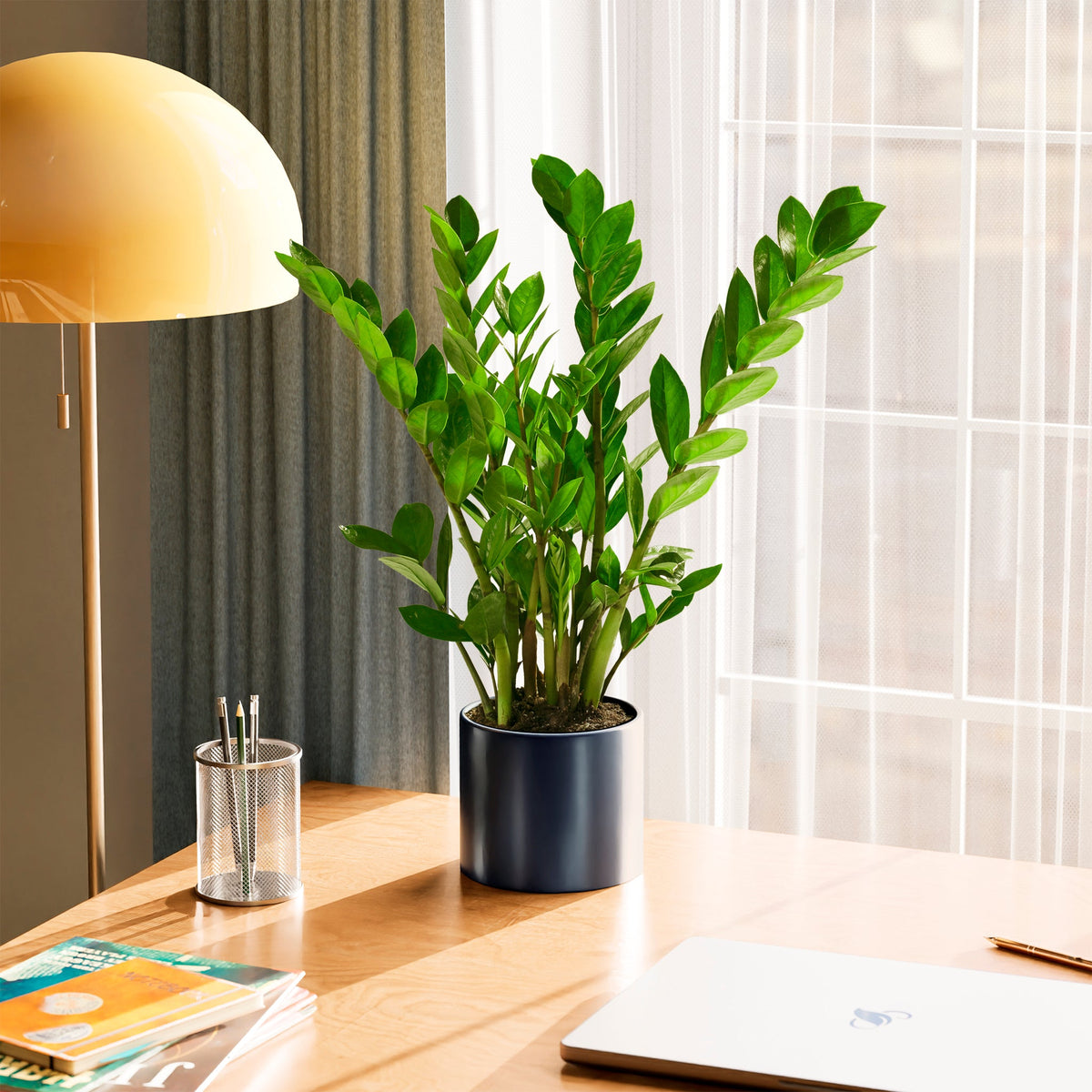 ZZ Plant