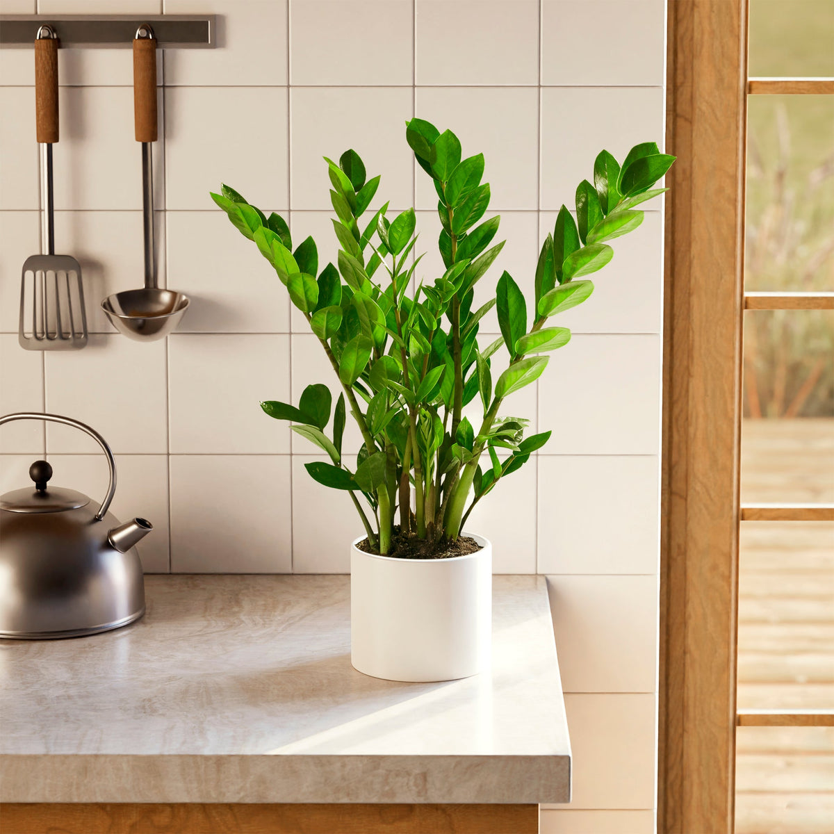 ZZ Plant