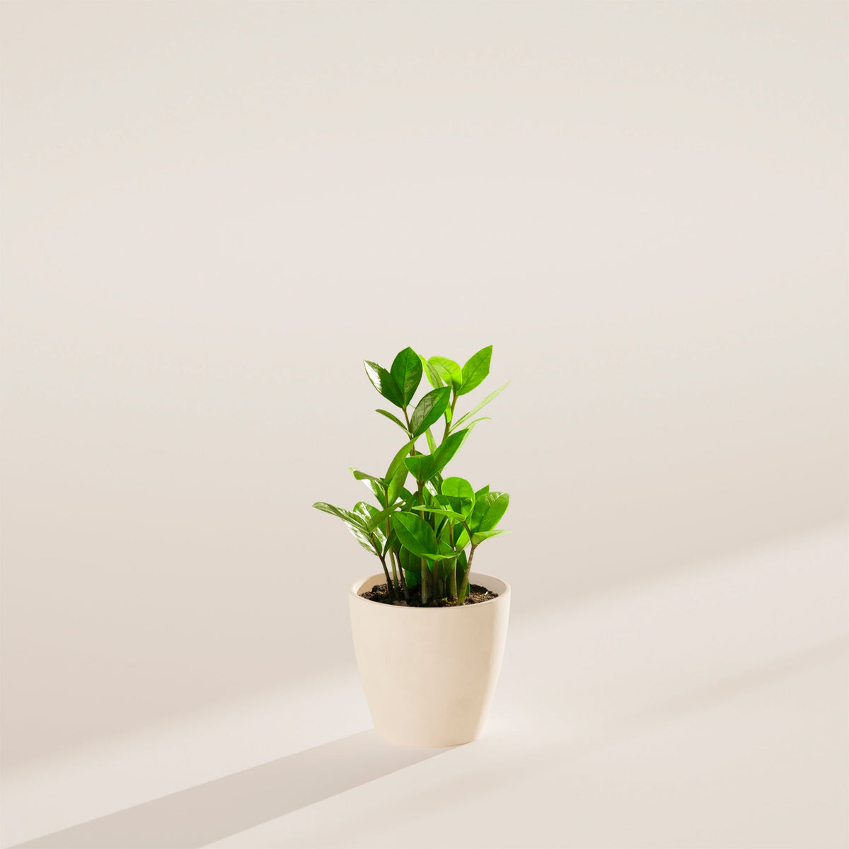 ZZ Plant