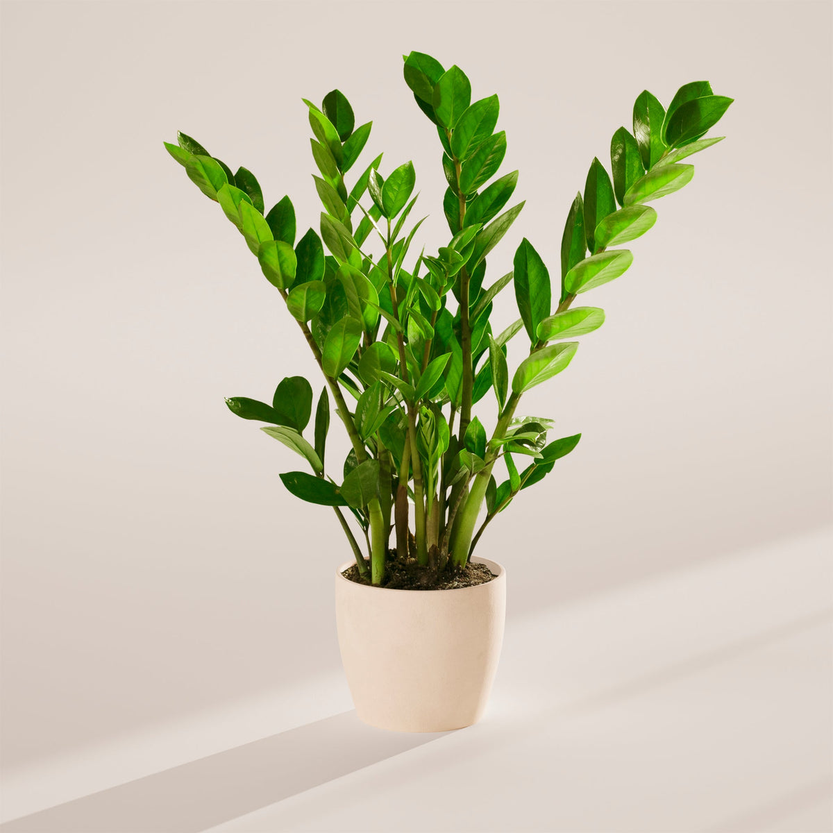 ZZ Plant