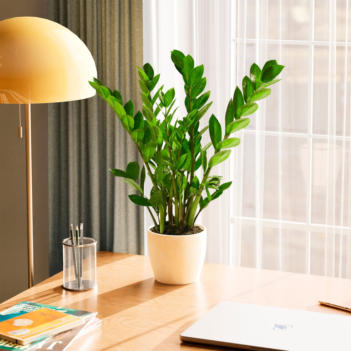 ZZ Plant