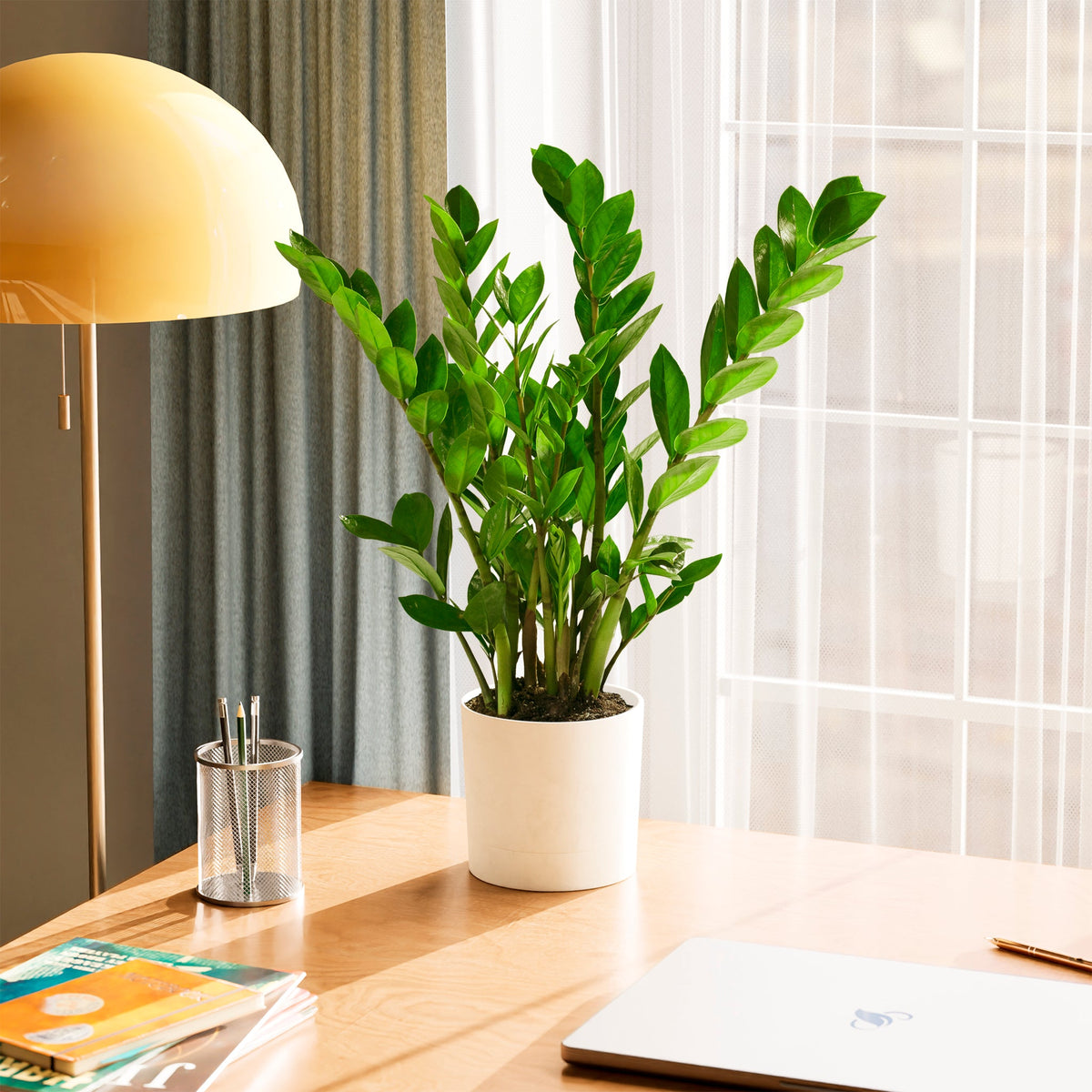 ZZ Plant
