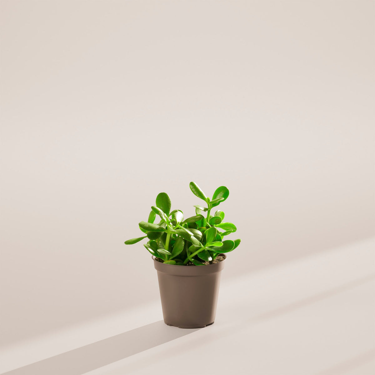 Jade Plant